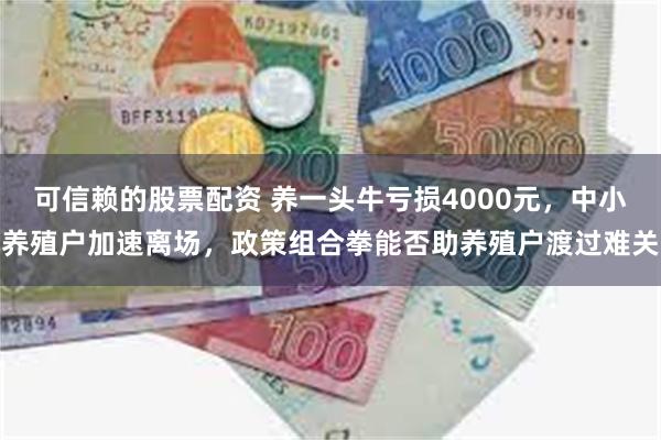 可信赖的股票配资 养一头牛亏损4000元，中小养殖户加速离场